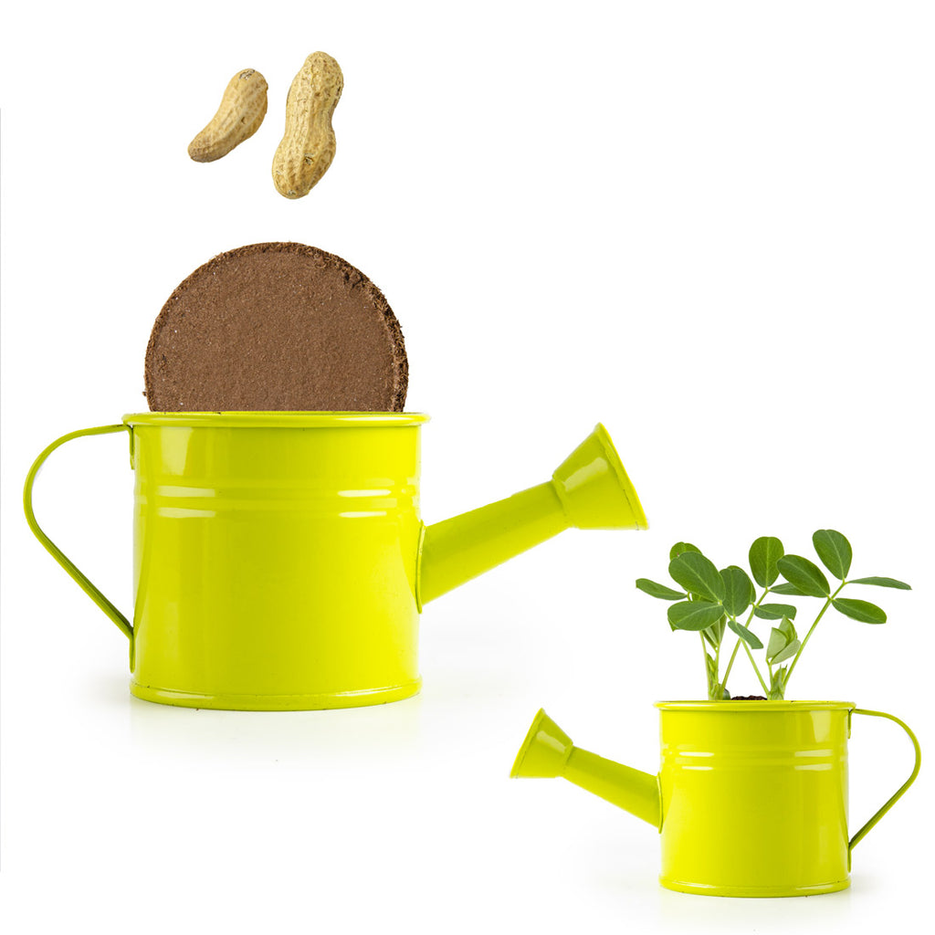 Grüne Mini-Gießkanne mit Erdnusssamen - Kidsimply GmbH